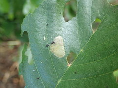 Caloptilia elongella