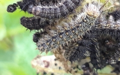 Aglais urticae
