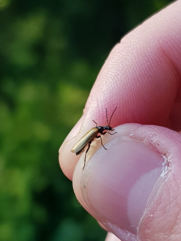Rhagonycha nigripes