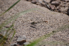 Erpetogomphus