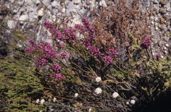Erica pulchella