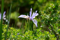 Iris longipetala