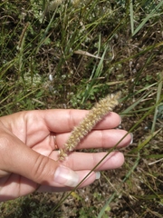Melica transsilvanica
