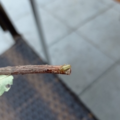 Xanthogaleruca luteola