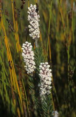 Spatalla mollis
