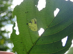 Caloptilia elongella