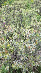 Rhododendron parvifolium
