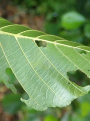 Caloptilia elongella