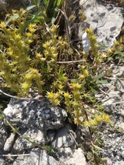 Sedum urvillei