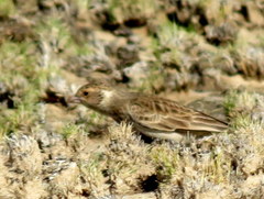 Eremopterix verticalis damarensis