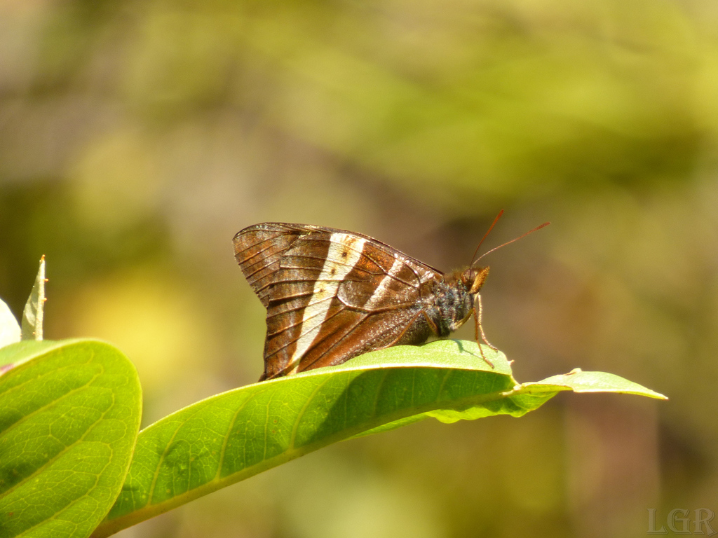 Corades chirone