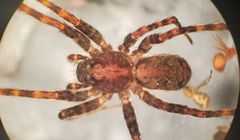 Pardosa xerampelina