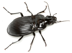 Dicaelus costatus