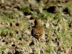 Eremopterix verticalis damarensis