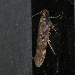 Chionodes thoraceochrella