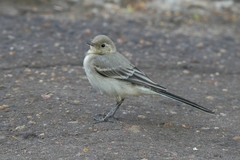 Motacilla alba