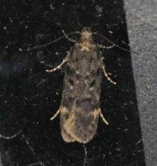 Chionodes thoraceochrella