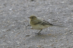 Motacilla alba