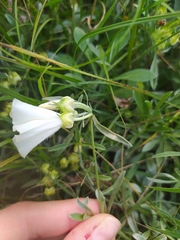 Convolvulus holosericeus