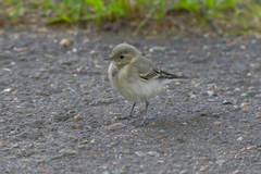 Motacilla alba