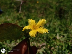 Nymphoides fallax