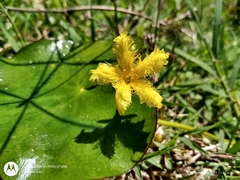 Nymphoides fallax