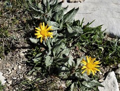 Senecio scopolii