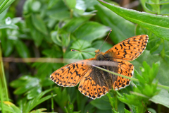 Boloria alaskensis