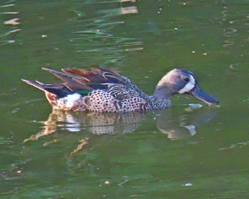 photo of Blue-winged Teal (Spatula discors)