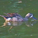 photo of Blue-winged Teal (Spatula discors)