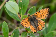Boloria alaskensis