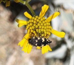 Acmaeodera vernalis