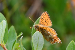 Boloria alaskensis