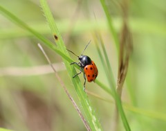 Cryptocephalus primarius
