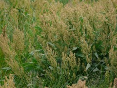 Rumex