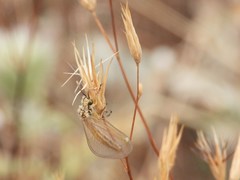 Myrmecaelurus trigrammus