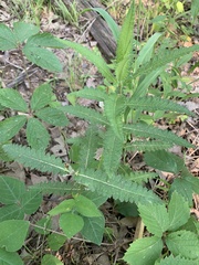 Pedicularis lanceolata