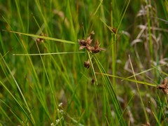 Bolboschoenus maritimus