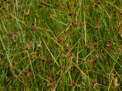 Bolboschoenus maritimus