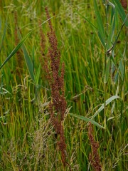 Rumex