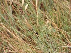 Myrmecaelurus trigrammus