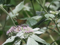 Atalopedes campestris