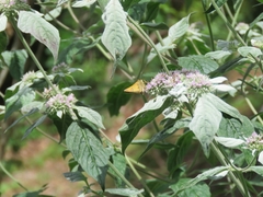 Atalopedes campestris