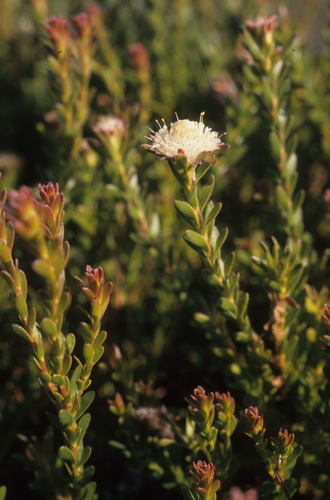 Palmiet silkypuff (Diastella fraterna)