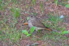 Phoenicurus phoenicurus