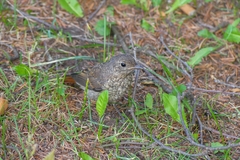 Phoenicurus phoenicurus