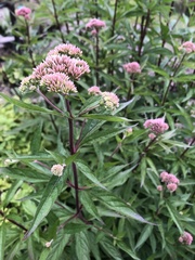 Eupatorium cannabinum