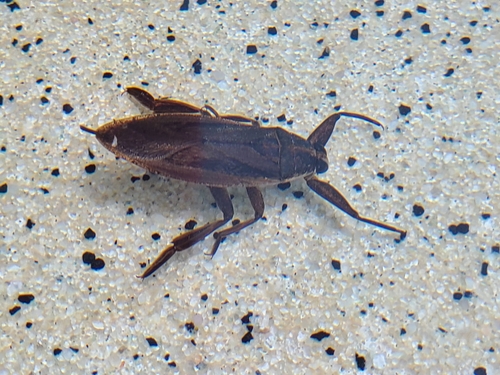 Benacus griseus image