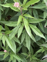 Eupatorium cannabinum