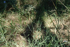 Bupleurum marschallianum